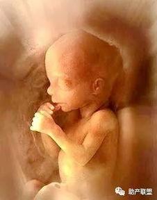 胎儿在肚子里动的视频,胎儿在母腹中欢快舞动的温馨瞬间