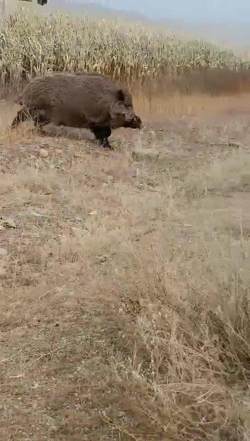 狗追野猪视频,狗狗与野猪的激烈较量