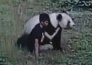 熊猫咬人视频,熊猫咬人事件全程回顾