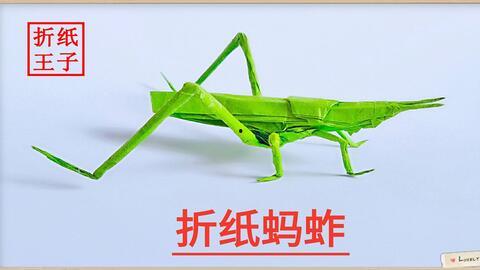 蝗虫折纸视频,从蝗虫模型看传统工艺与现代创意的完美融合