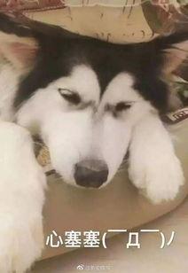 狼的嚎叫声视频,揭秘狼群的自然语言